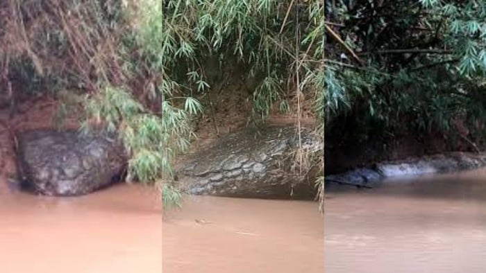 Batu Berbentuk Ular Raksasa Muncul Kembali di Sungai